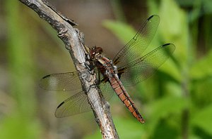 027 2016-06072088 Wachusett Mountain State Reservation, MA